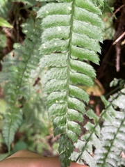 Polystichum hancockii
