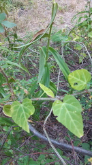 Tradescantia gentryi