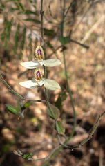 Carlowrightia neesiana