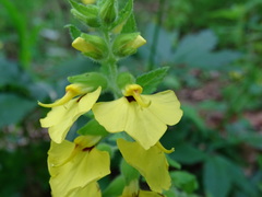 Rhynchocorys stricta