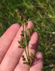 Juncus marginatus