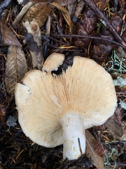 Lactarius subvillosus