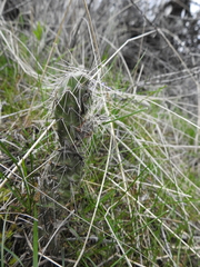 Opuntia × columbiana