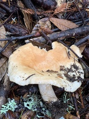 Lactarius subvillosus