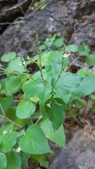 Aphanosperma sinaloense