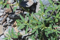 Euphorbia exstipulata