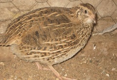 Coturnix japonica
