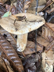 Lactarius pallidiolivaceus