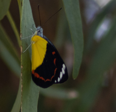 Delias timorensis
