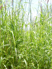 Cenchrus pedicellatus