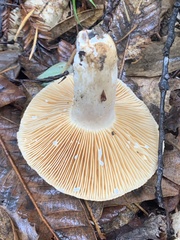 Lactarius pallidiolivaceus