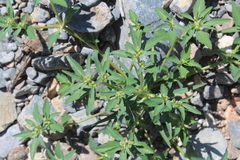 Euphorbia exstipulata
