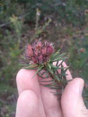 Pultenaea stipularis