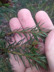 Pultenaea stipularis