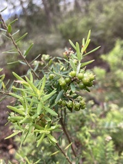 Acrothamnus hookeri