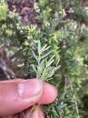 Acrothamnus hookeri