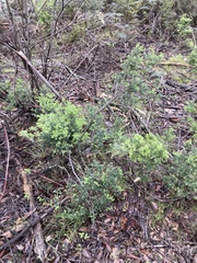 Acrothamnus hookeri