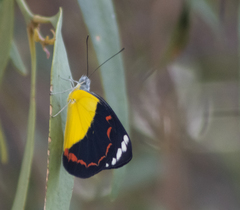 Delias timorensis