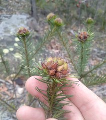 Pultenaea stipularis