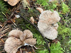 Entoloma byssisedum
