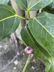 Ficus tinctoria