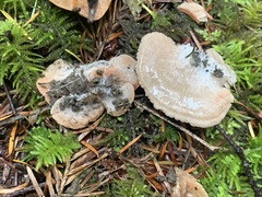Entoloma byssisedum
