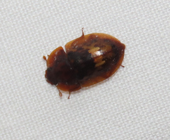 Lobiopa insularis