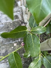 Ficus tinctoria