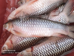 Leptobarbus hoevenii