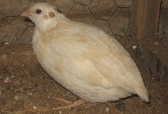 Coturnix japonica