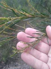 Acacia linifolia
