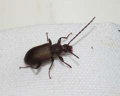 Lystronychus piliferus
