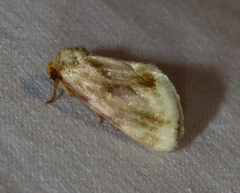 Chamaeclea basiochrea
