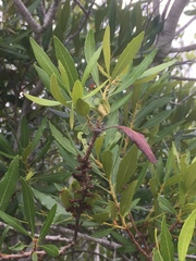 Morella cerifera image