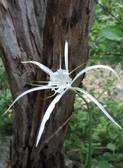 Hymenocallis proterantha
