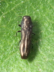Paragrilus rugatulus