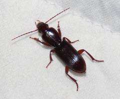 Stenomorphus californicus