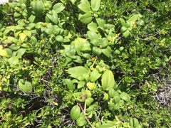 Wollastonia biflora