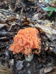 Ramaria stuntzii
