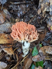 Ramaria stuntzii