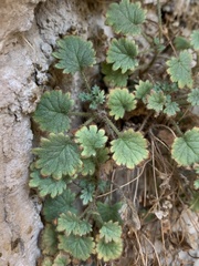 Phacelia geraniifolia