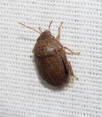 Symphylus