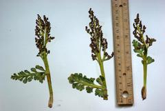 Botrychium spathulatum