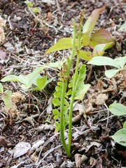 Botrychium spathulatum