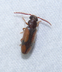 Polypria cruxrufa