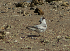 Sterna hirundo longipennis