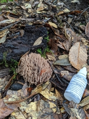 Ramaria violaceibrunnea