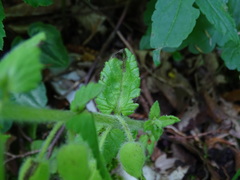 Rhynchocorys stricta