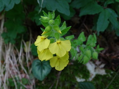 Rhynchocorys stricta