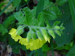 Rhynchocorys stricta